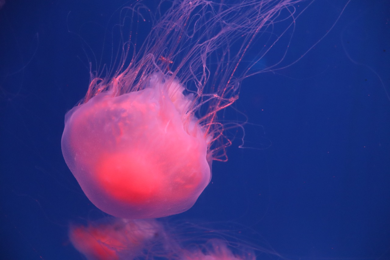 Haichang Polar Ocean Park